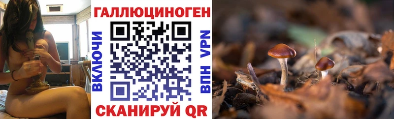 где можно купить   Гудермес  Галлюциногенные грибы Psilocybine cubensis 